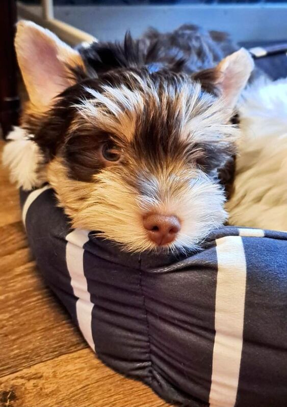 Yorkshire Terrier puppies for sale in South Side, City of Edinburgh – 3 months old - Image 3 of 4