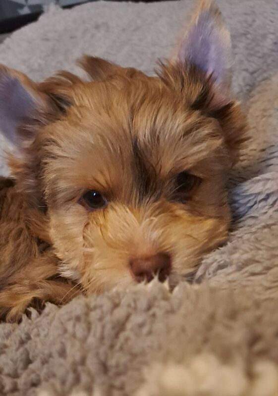 Yorkshire Terrier puppies for sale in South Side, City of Edinburgh – 3 months old - Image 4 of 4