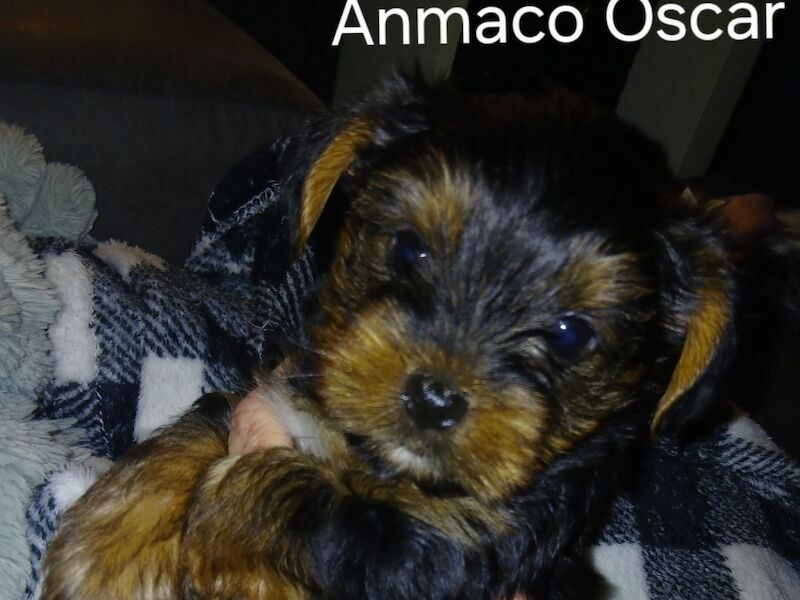 Yorkshire Terrier puppies for sale in Manchester, Greater Manchester – 7 weeks old