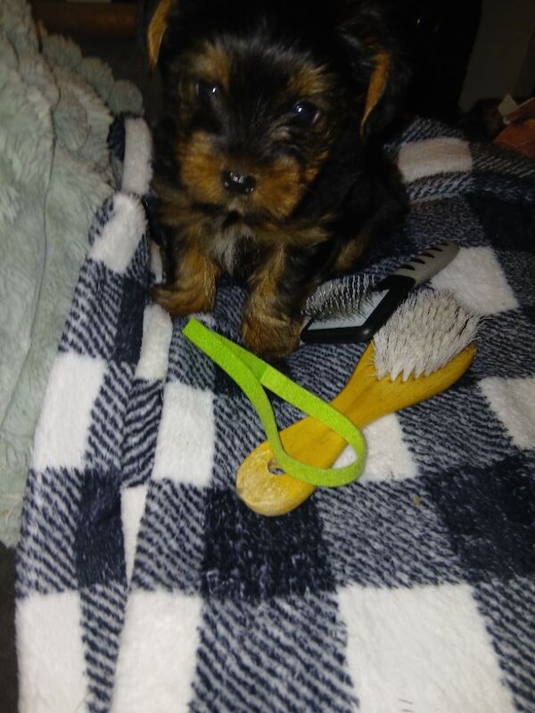 Yorkshire Terrier puppies for sale in Manchester, Greater Manchester – 10 weeks old - Image 2 of 5