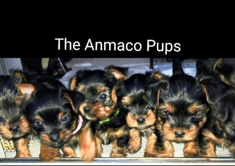 Yorkshire Terrier puppies for sale in Manchester, Greater Manchester – 10 weeks old - Image 3 of 5