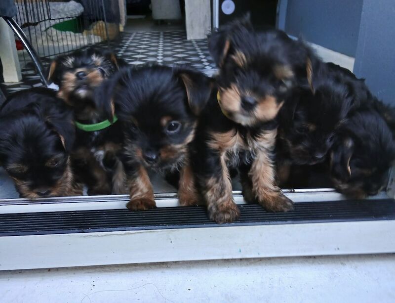 Yorkshire Terrier puppies for sale in Manchester, Greater Manchester – 10 weeks old - Image 4 of 5