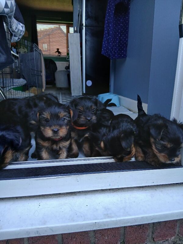 Yorkshire Terrier puppies for sale in Manchester, Greater Manchester – 10 weeks old - Image 5 of 5