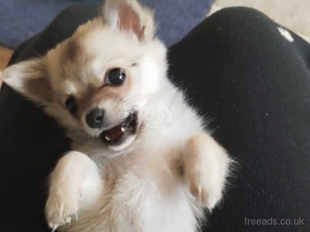 Baby girl chihuahua for sale in Luton, Devon