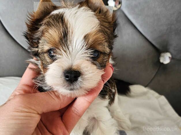 Beautiful 2 Boys White-Ocean Yorkshire Terrier PEDIGREE for sale in Leicester, Leicestershire