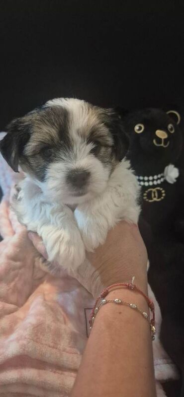 Yorkshire Terrier puppies for sale in Borehamwood, Hertfordshire – 8 weeks old