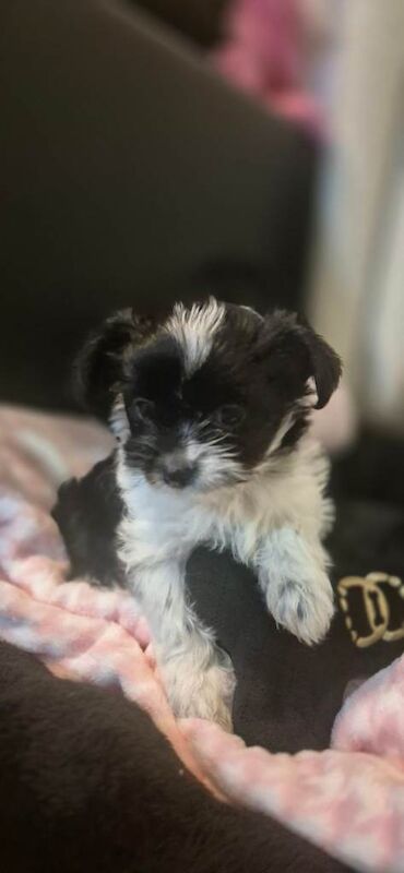 Yorkshire Terrier puppies for sale in Borehamwood, Hertfordshire – 8 weeks old - Image 4 of 5