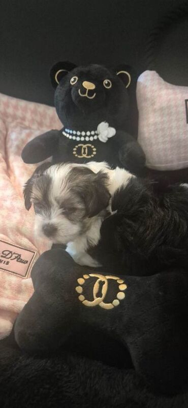 Yorkshire Terrier puppies for sale in Borehamwood, Hertfordshire – 8 weeks old - Image 5 of 5