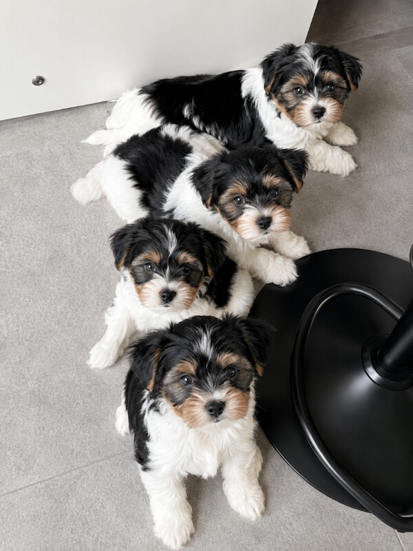 Beautiful Biewer Yorkshire Terrier Puppies – Standard Size in Aylesbury