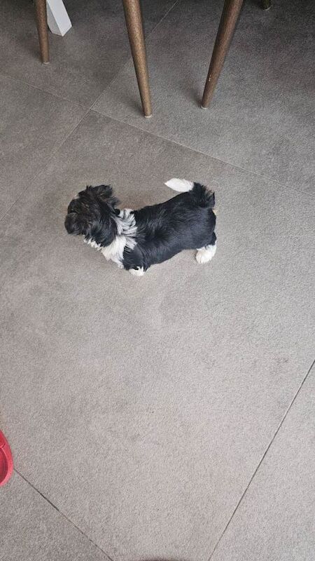 Beautiful Biewer Yorkshire Terrier Puppies – Standard Size in Aylesbury - Image 2 of 3