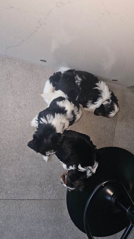 Beautiful Biewer Yorkshire Terrier Puppies – Standard Size in Aylesbury - Image 3 of 3