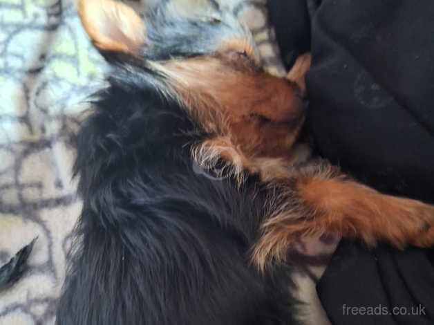 Beautiful girl Yorkshire terrier for sale in Huddersfield, West Yorkshire - Image 2
