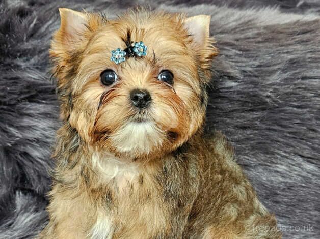 Beautiful Gold Yorkshire Terrier- Pedigree for sale in Leicester, Leicestershire