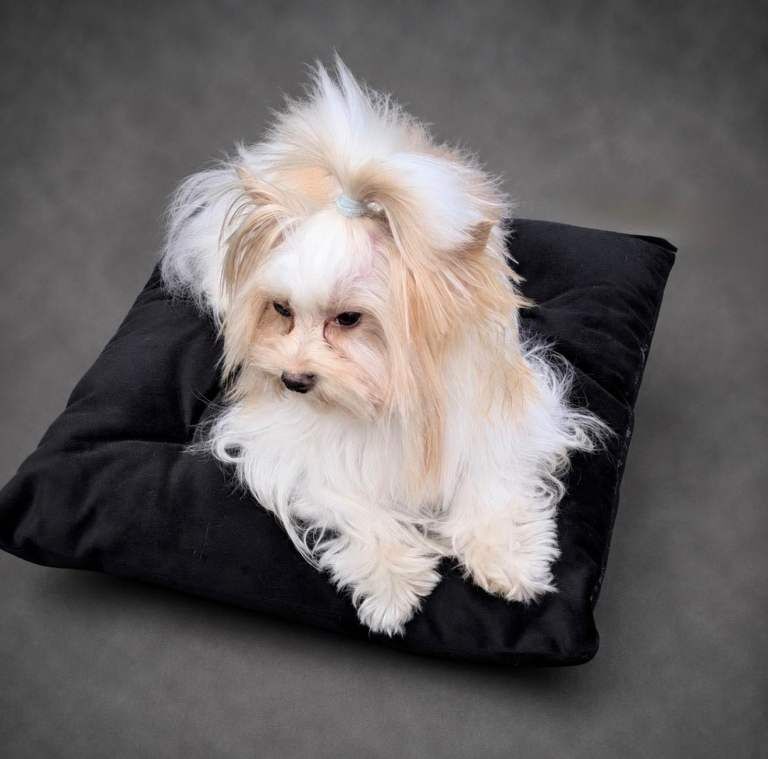 Beautiful chocolate Yorkshire terrier with pedigree