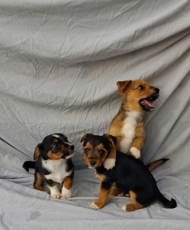 Beautiful Jack Russell cross Yorkshire terrier cross Norfolk terrier puppies for sale in Wakefield