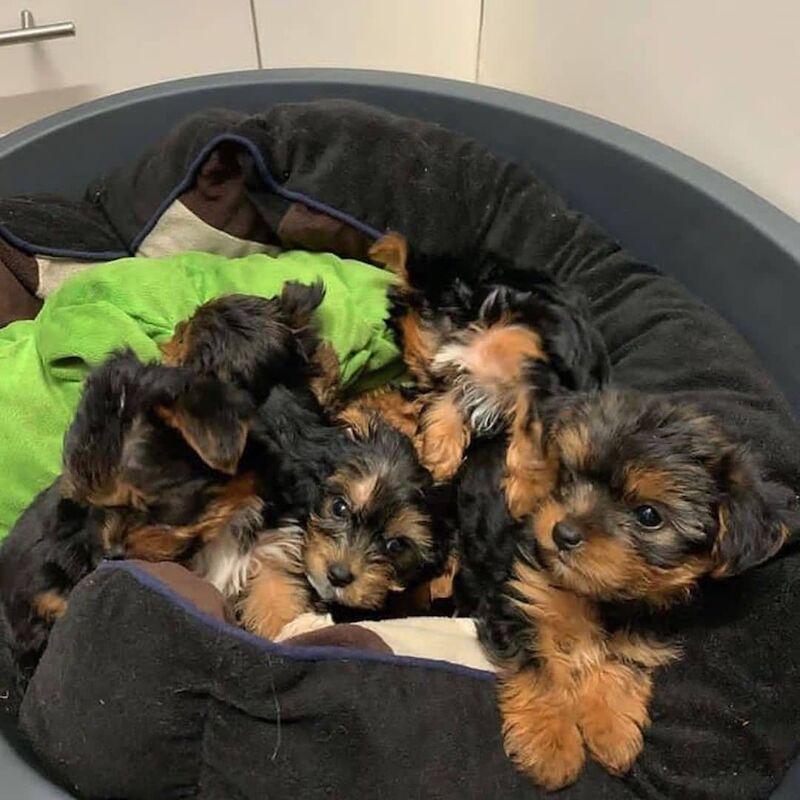Beautiful kc reg Yorkshire Terrier Pups, Vet checked, microchipped and insurance for sale in Glasgow, City of Glasgow