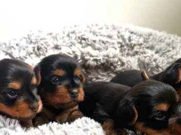 Yorkshire Terrier puppies for sale in Winchester, Hampshire – KC registered, 6 weeks old