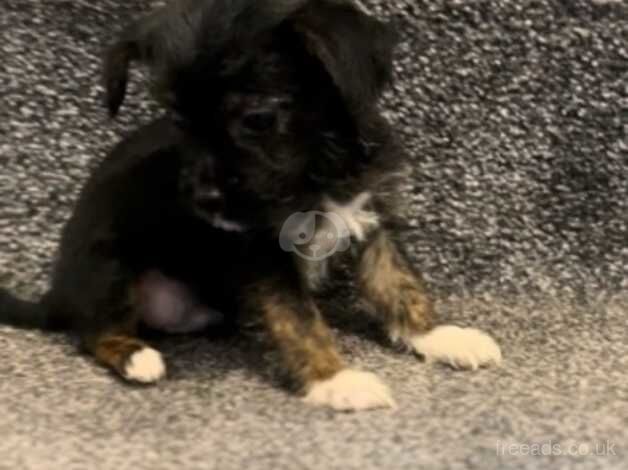 Beautiful little Yorkshire terrier cross Patterdale boy - Image 2 of 4