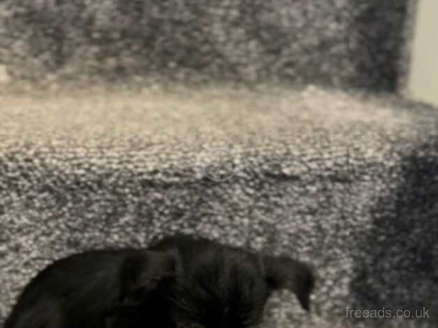 Beautiful little Yorkshire terrier cross Patterdale boy - Image 3 of 4