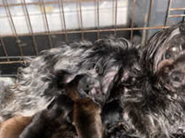 Beautiful little Yorkshire terrier cross Patterdale boy - Image 4 of 4