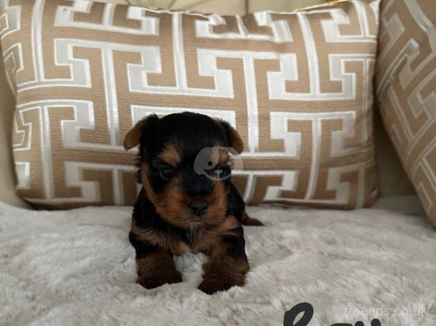 Beautiful Minature Yorkshire Terrier Puppies for sale in Chatham, Caerphilly