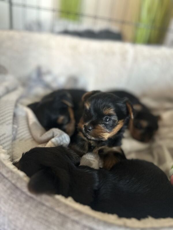 Beautiful mini Yorkshire terrier girls for sale in Leeds, West Yorkshire