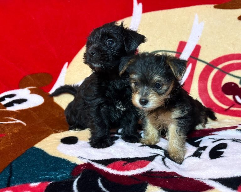 Yorkshire Terrier puppies for sale in Oldham, Greater Manchester – 11 weeks old - Image 2 of 4