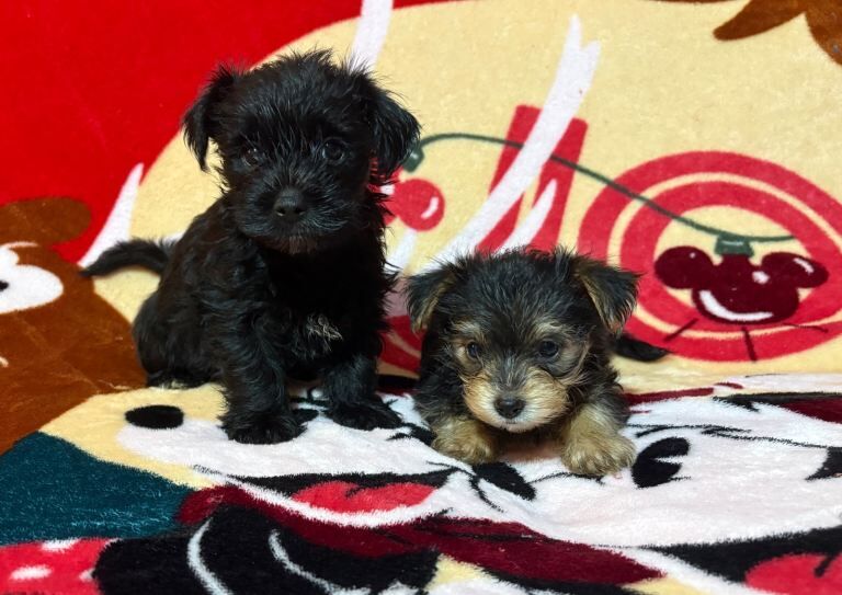 Yorkshire Terrier puppies for sale in Oldham, Greater Manchester – 11 weeks old - Image 3 of 4