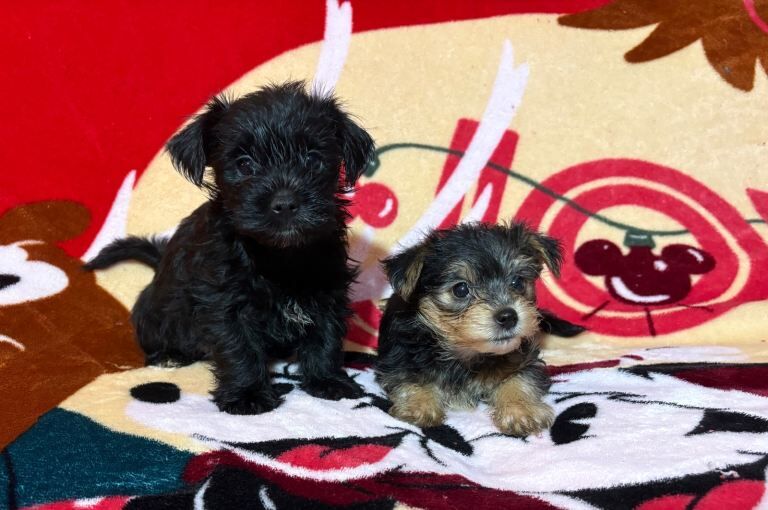 Yorkshire Terrier puppies for sale in Oldham, Greater Manchester – 11 weeks old - Image 4 of 4