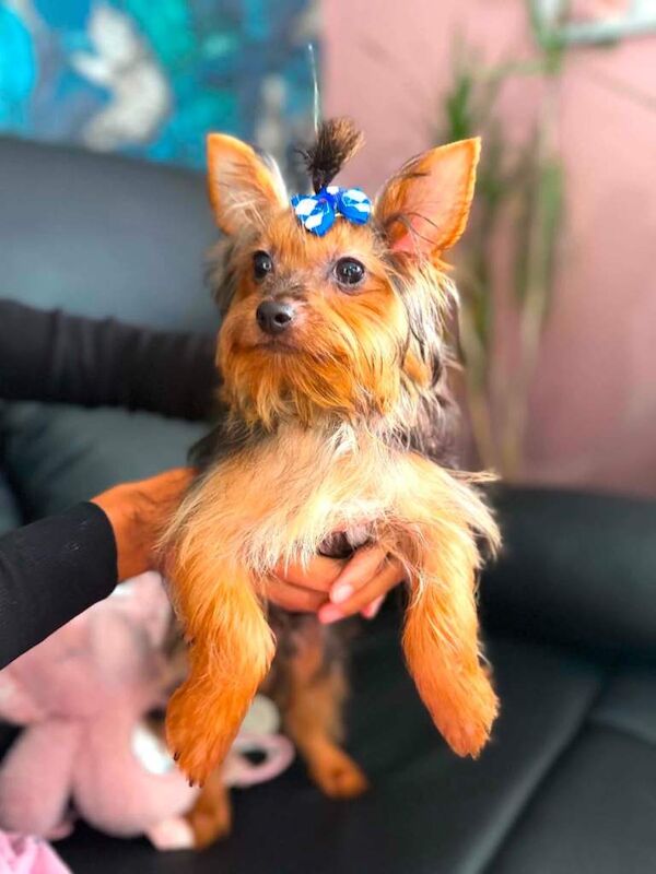 Beautiful pedigree Yorkshire mini Terrier puppies