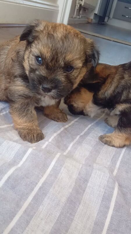 Beautiful pups westie x Yorkshire terrier puppy yorkie x westie for sale in Fairwater, Gwent