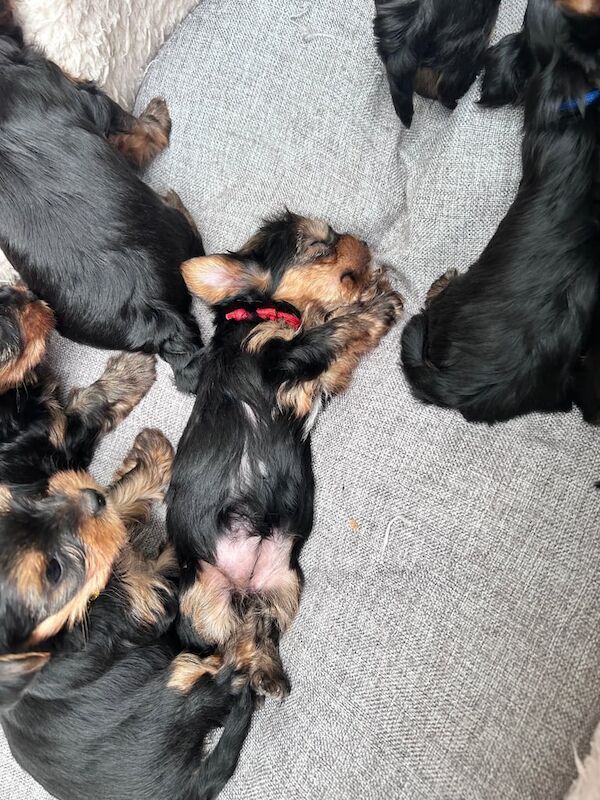 Beautiful pure breed Yorkshire terrier puppies for sale in Harrow, Greater London