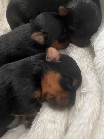 Beautiful Registered Full Redigree Yorkshire Terrier Puppies for sale in Moston, Greater Manchester