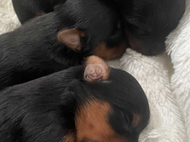 Beautiful Registered Full Redigree Yorkshire Terrier Puppies For Sale in Manchester, Greater Manchester