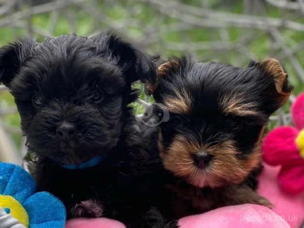 Beautiful small Yorkshire Terrier 1 girl & 1 boy for sale in Peterborough, Cambridgeshire