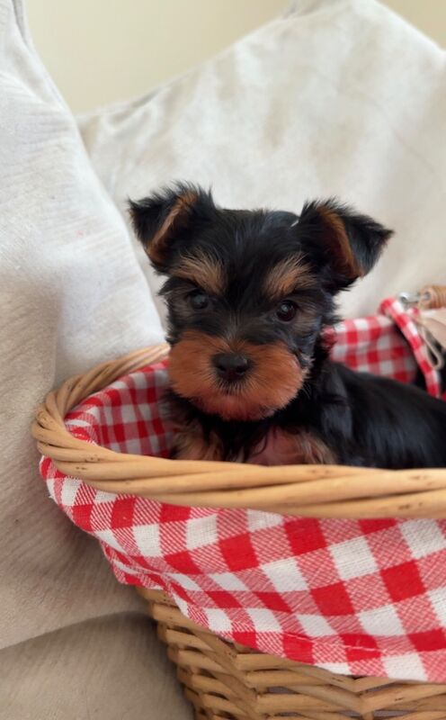 Yorkshire Terrier puppies for sale in Bradford, West Yorkshire – 12 weeks old - Image 2 of 5