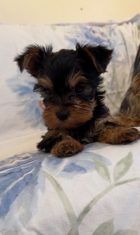 Yorkshire Terrier puppies for sale in Bradford, West Yorkshire – 12 weeks old - Image 4 of 5