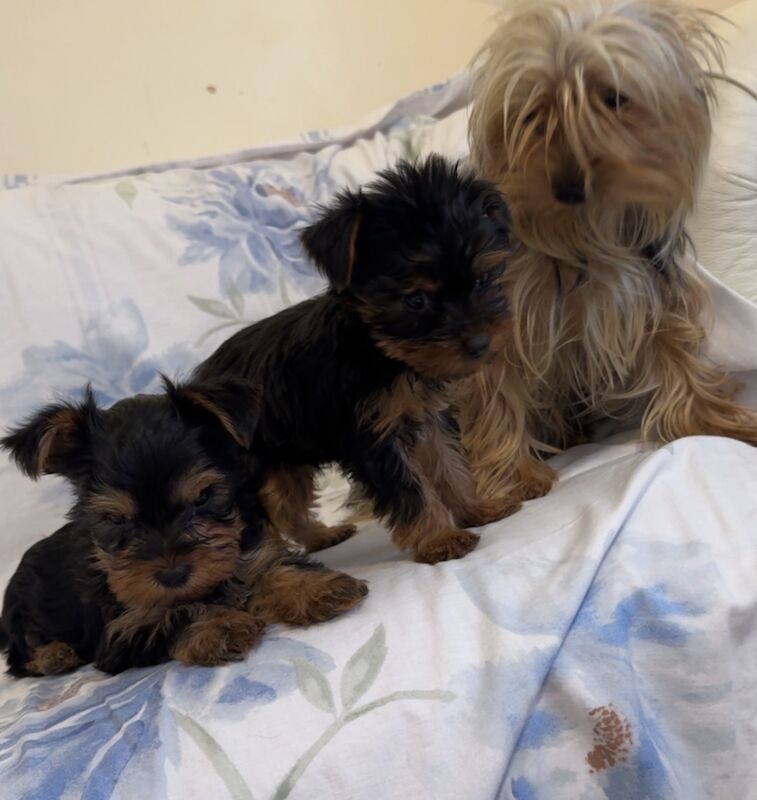 Yorkshire Terrier puppies for sale in Bradford, West Yorkshire – 12 weeks old - Image 5 of 5