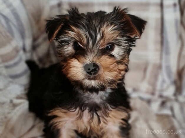 Beautiful tiny little yorkie boy 8 weeks old for sale in Cardiff