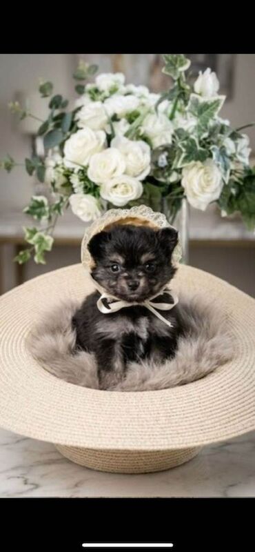Beautiful tiny puppies