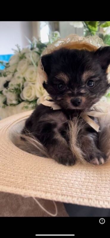 Beautiful tiny puppies - Image 2 of 3