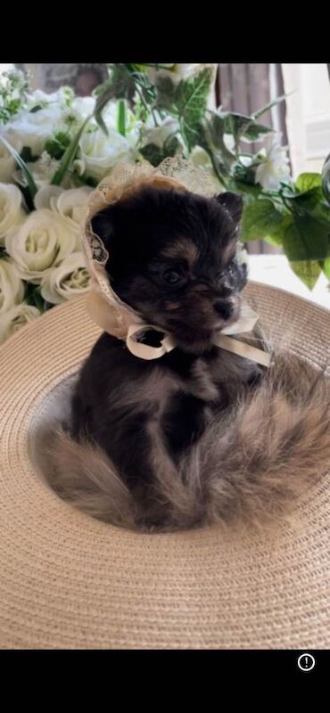 Beautiful tiny puppies - Image 3 of 3