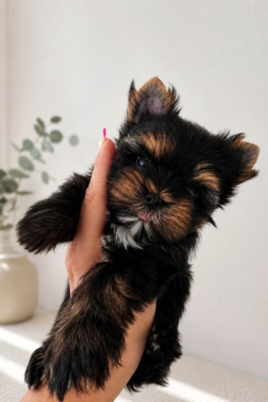 Beautiful Tiny Yorkshire Terrier Puppies – Ready Now - Image 2 of 3