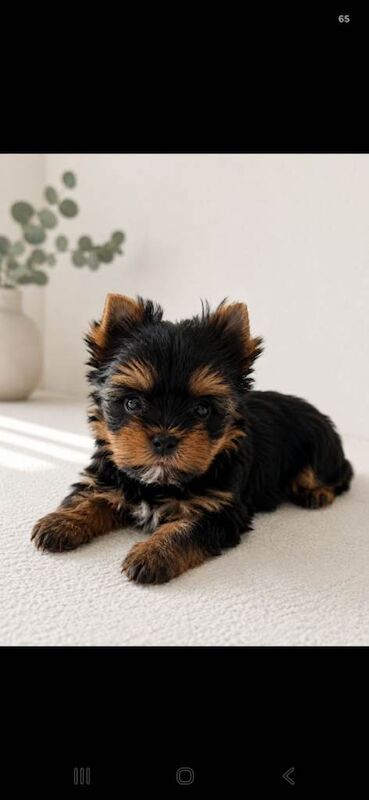 Beautiful Tiny Yorkshire Terrier Puppies – Ready Now - Image 3 of 3