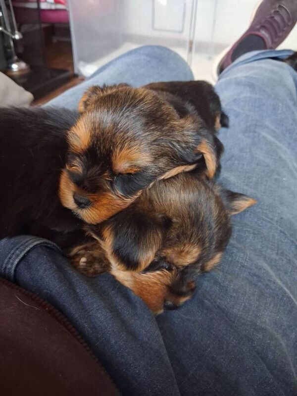Yorkie Puppies For Sale