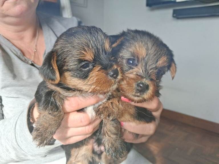 Beautiful Yorkie pups - Image 2 of 3