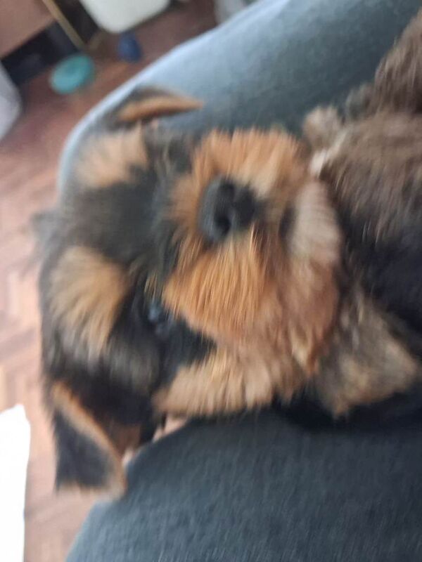 Beautiful Yorkie pups - Image 3 of 3