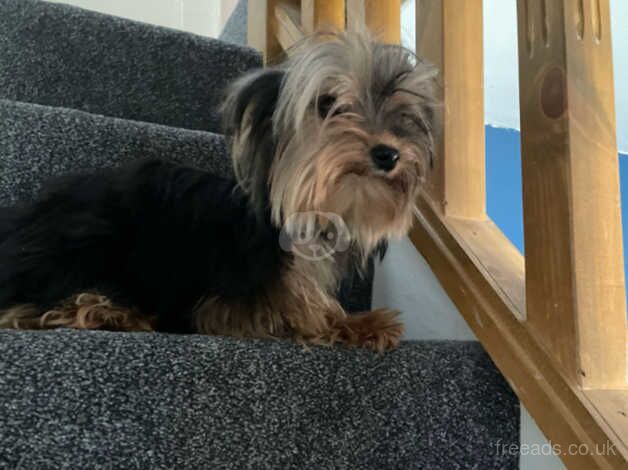 Beautiful yorkie terrier for sale in Walsall, West Midlands