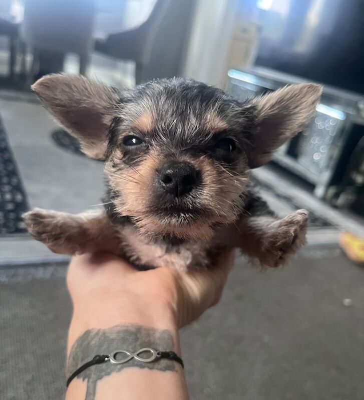 Yorkshire Terrier puppies for sale in Grays, Essex – 9 weeks old