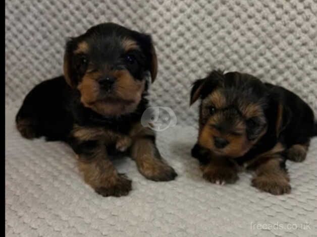 Beautiful Yorkshire pups for sale in Bristol